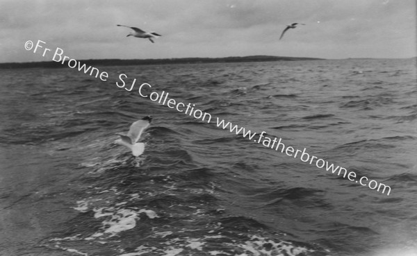 SEAGULLS RACING NEAR LAMBAY : VICTORY